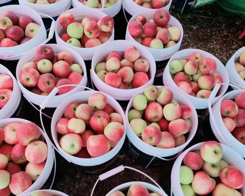 如何更好的对DB2 catalog单词进行全面接触？