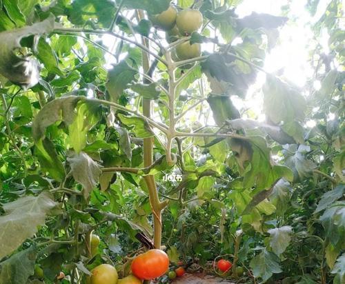 Ubuntu下如何建立NFS？