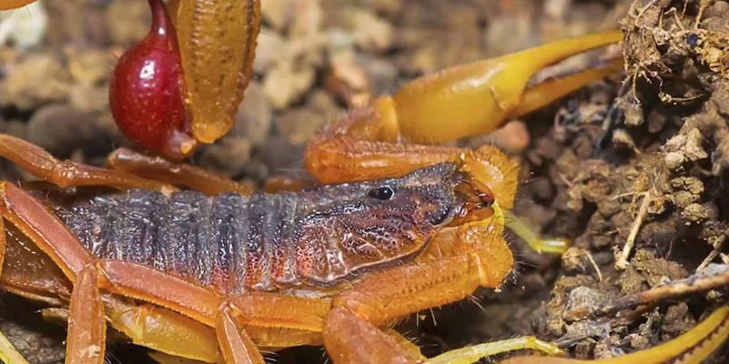 网络安全编程：Windows钩子函数